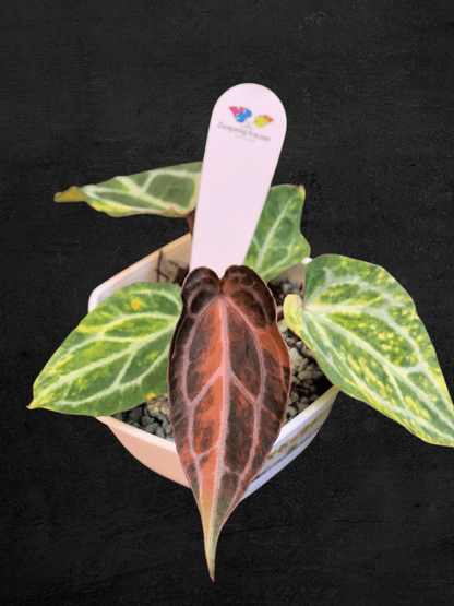 #produAnthurium Forgetii Heinz x Red Chocolatect_name# - Sarupaning Araceae
