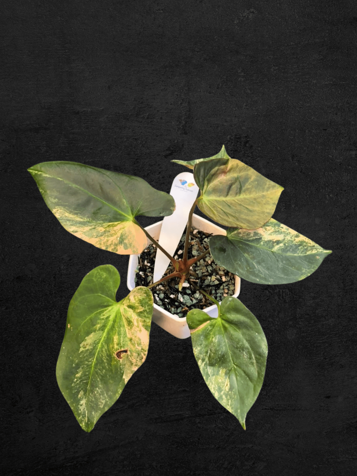 #produAnthurium Papi Var x (Fortsherman x Ralph Lynam)ct_name# - Sarupaning Araceae