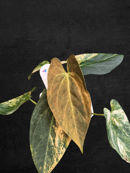 #produAnthurium Papi Var x (Fortsherman x Ralph Lynam)ct_name# - Sarupaning Araceae