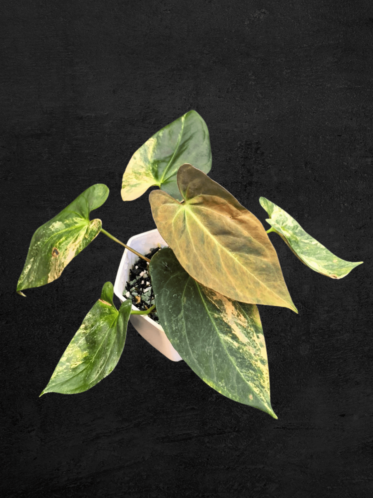 #produAnthurium Papi Var x (Fortsherman x Ralph Lynam)ct_name# - Sarupaning Araceae