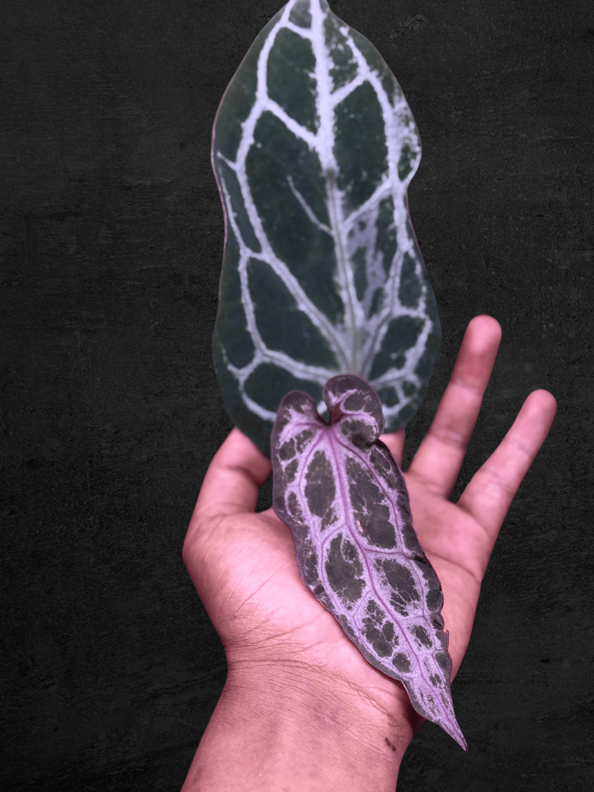 #produAnthurium Purple Venomct_name# - Sarupaning Araceae