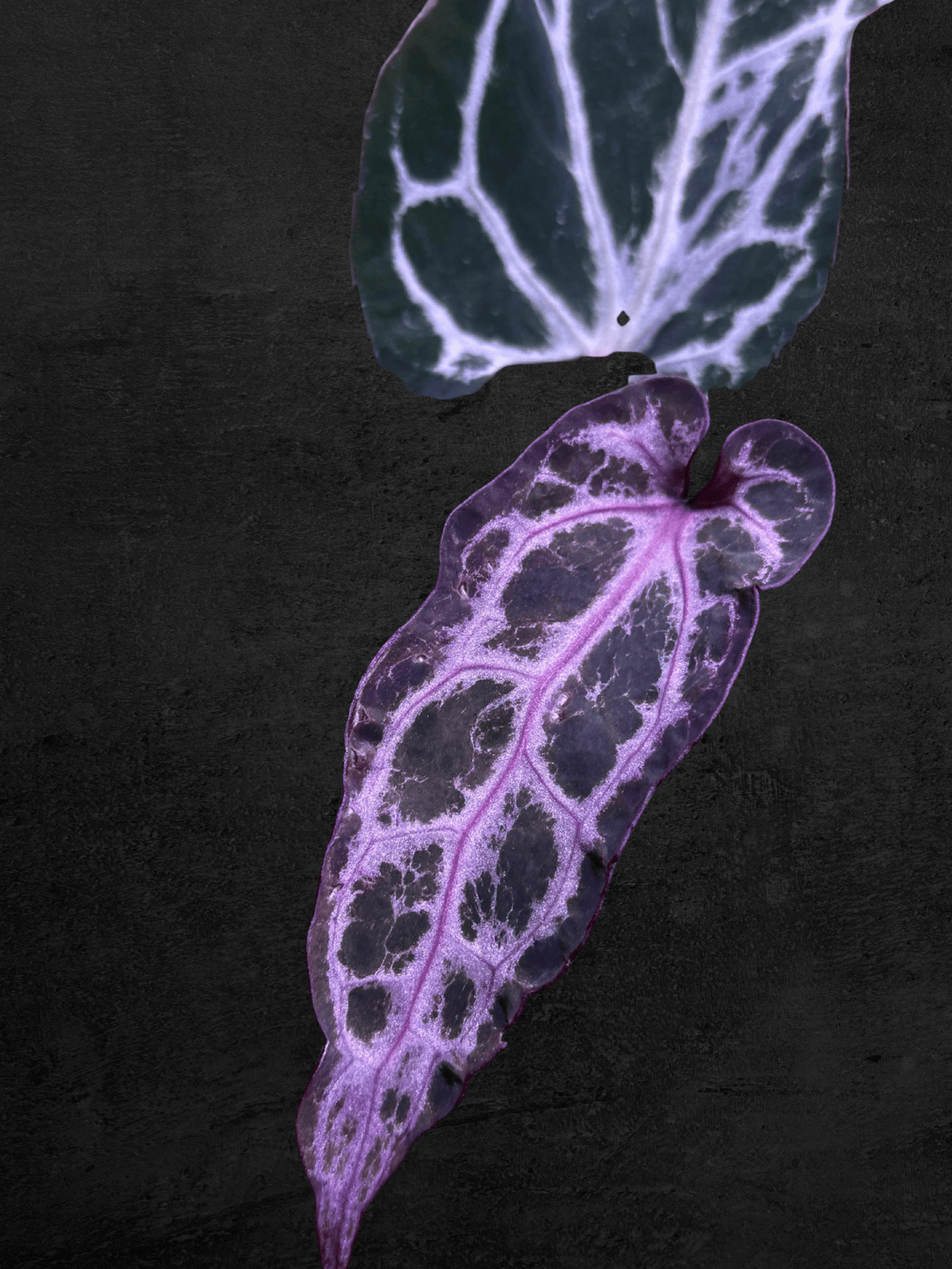 #produAnthurium Purple Venomct_name# - Sarupaning Araceae