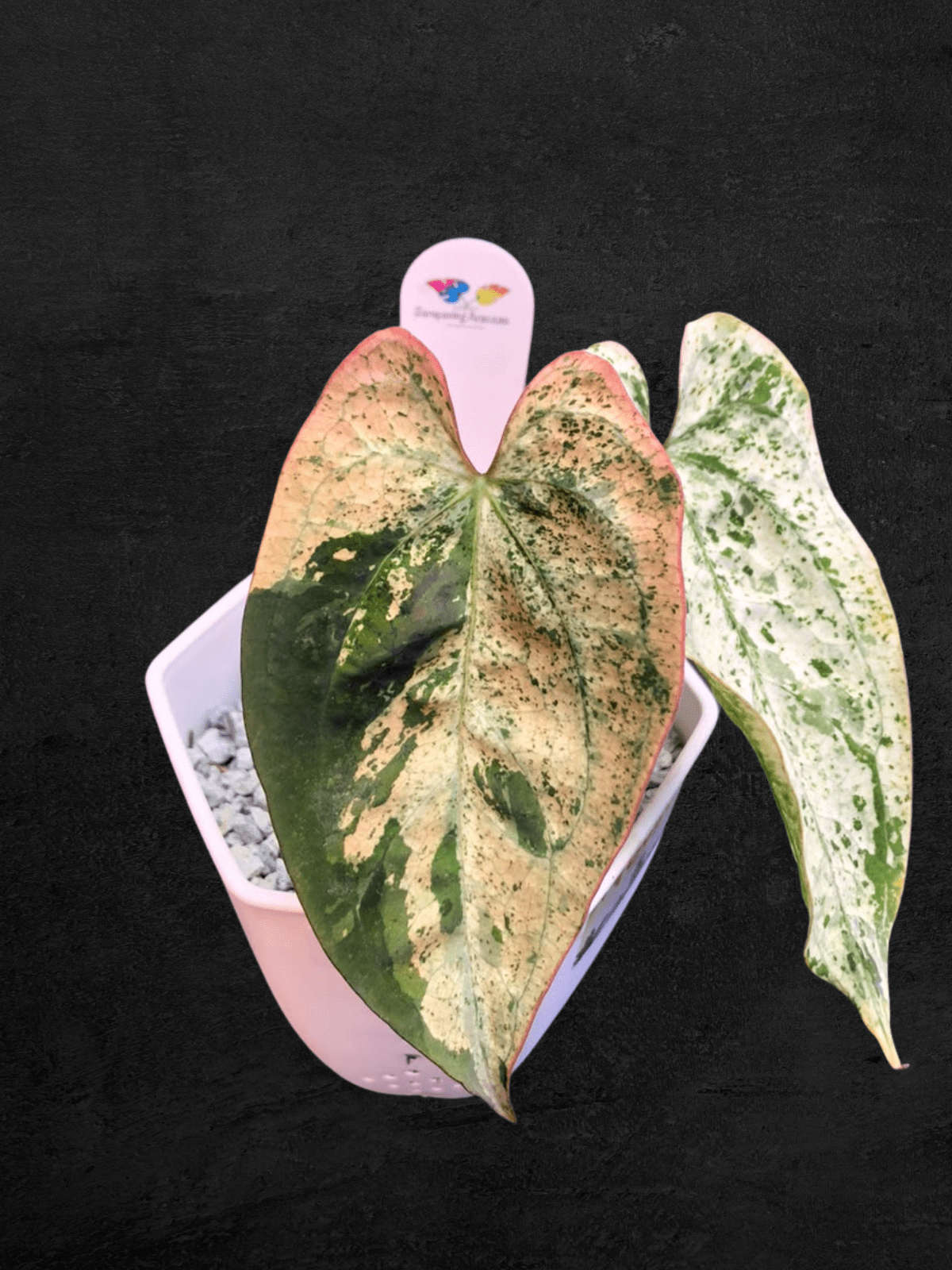 #produAnthurium Red Secreet Majestyct_name# - Sarupaning Araceae