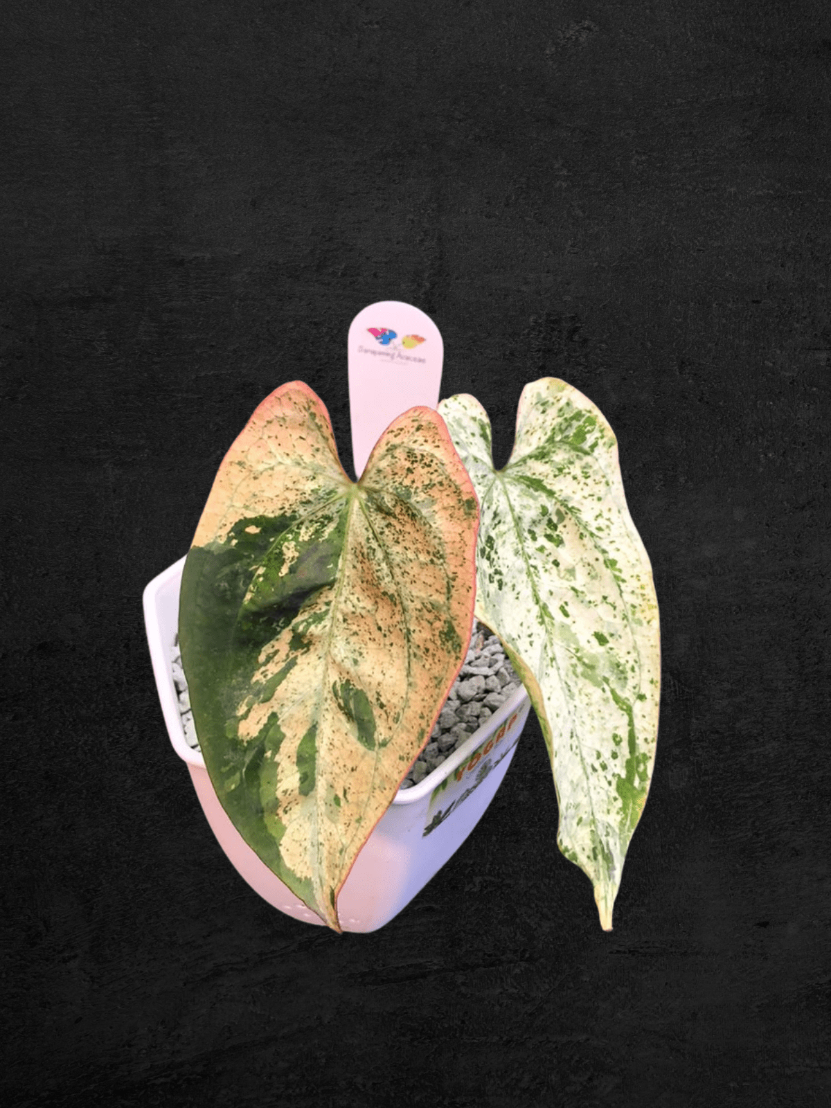 #produAnthurium Red Secreet Majestyct_name# - Sarupaning Araceae