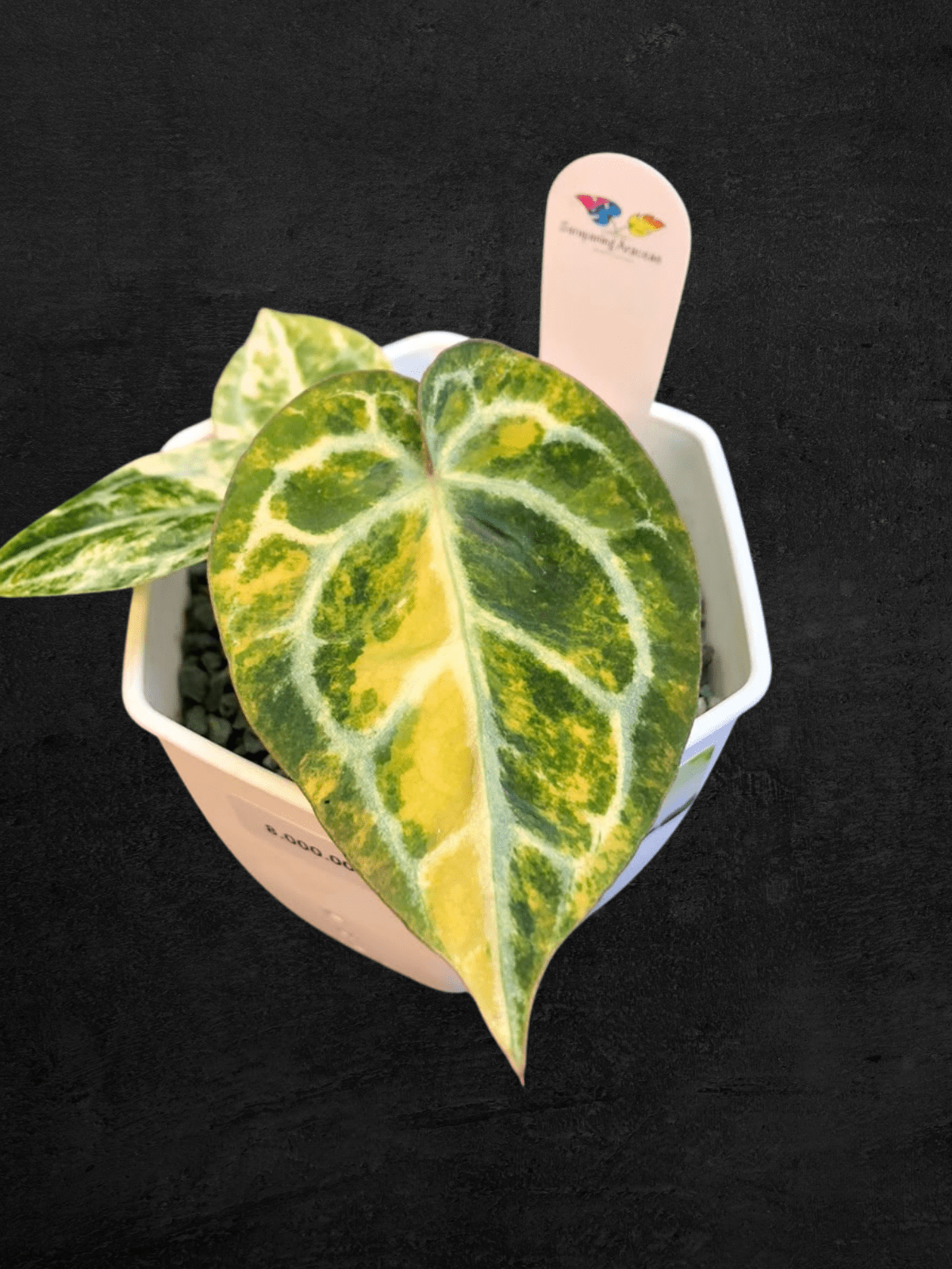 #produAnthurium Red Tiger Variegated (Jackpot)ct_name# - Sarupaning Araceae