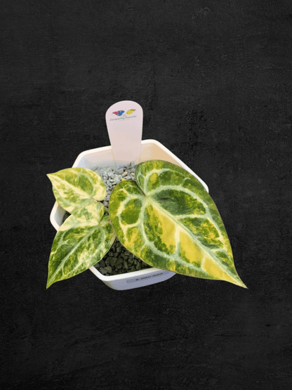 #produAnthurium Red Tiger Variegated (Jackpot)ct_name# - Sarupaning Araceae