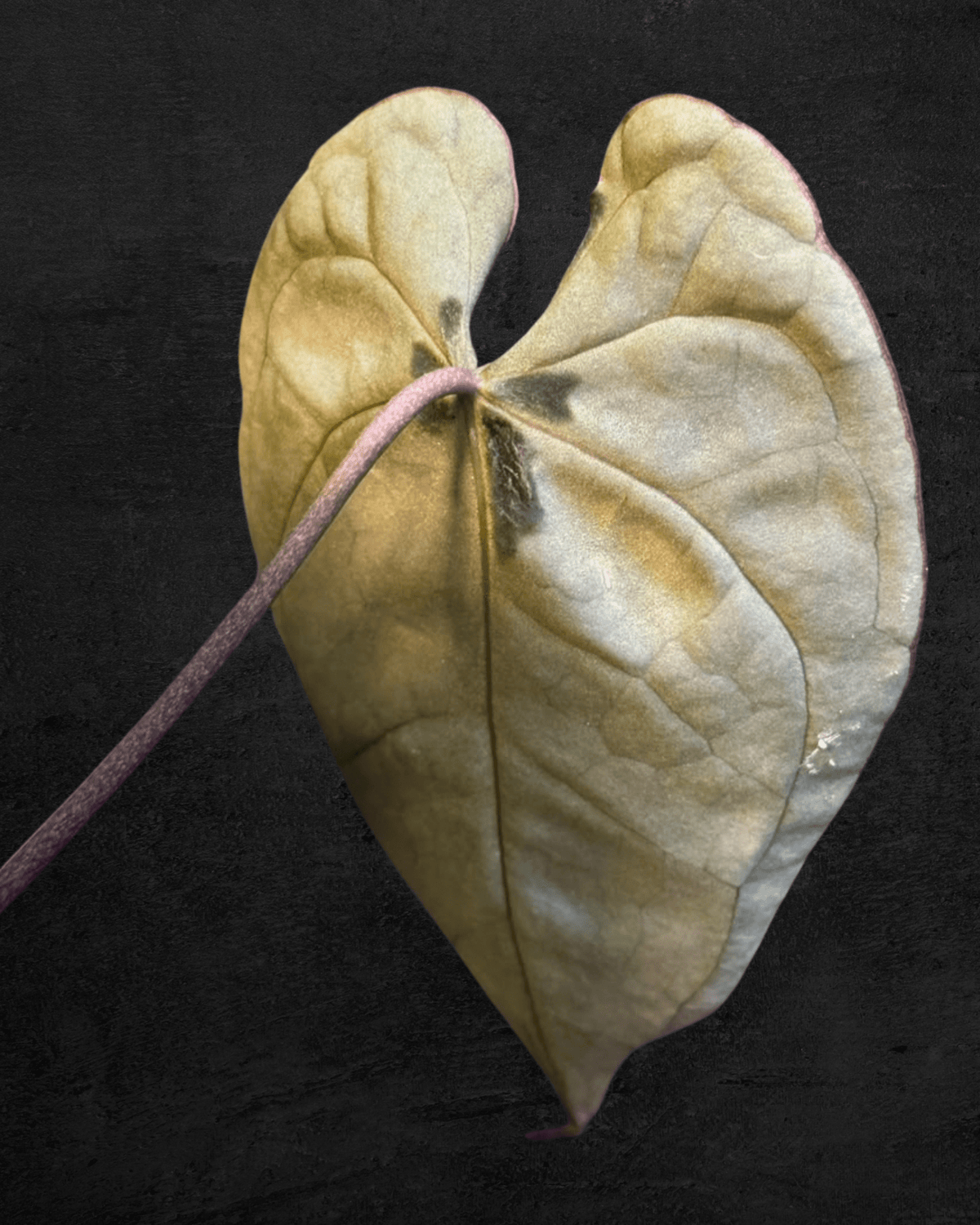 #produAnthurium Red Tiger x (Muchlis x Red Crystallinum)ct_name# - Sarupaning Araceae