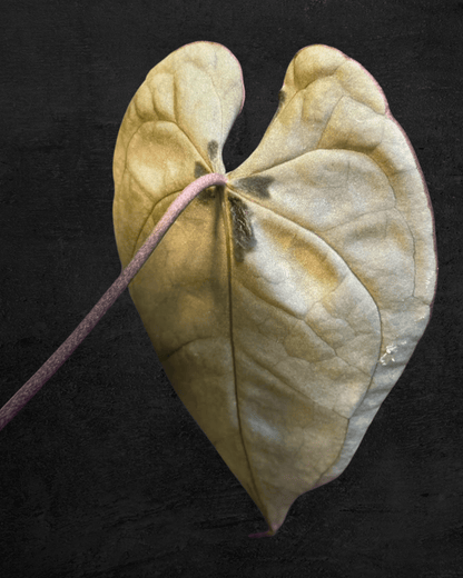 #produAnthurium Red Tiger x (Muchlis x Red Crystallinum)ct_name# - Sarupaning Araceae