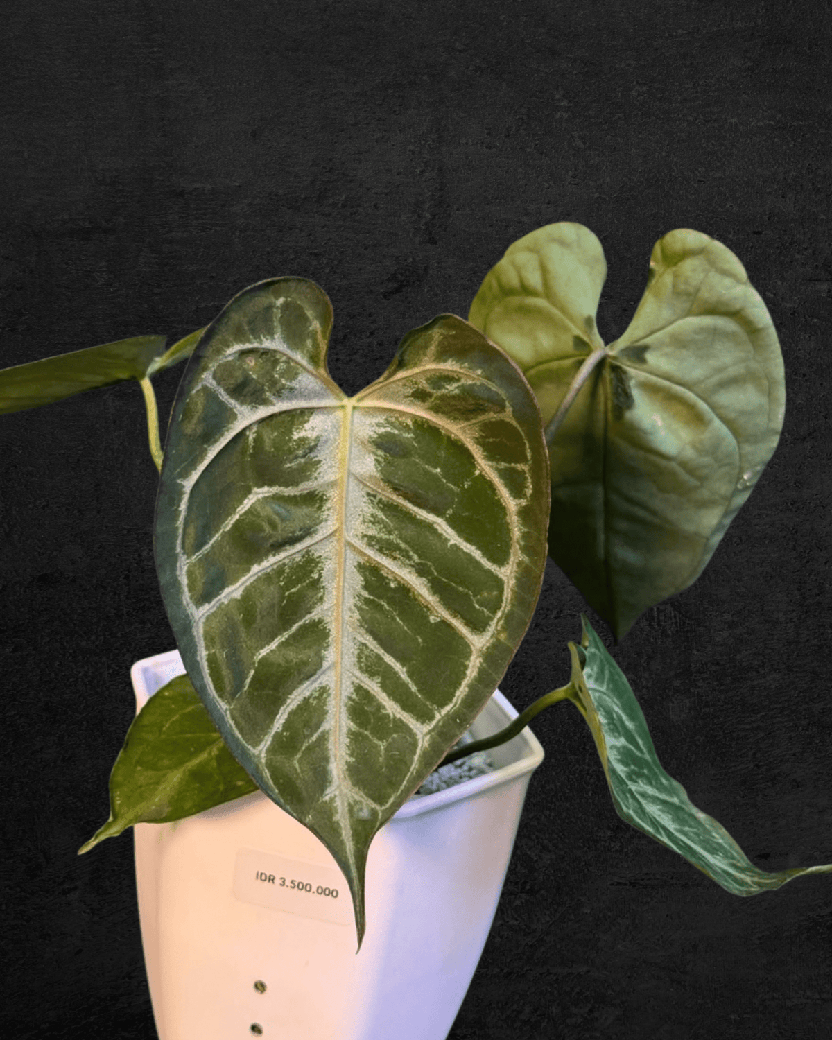 #produAnthurium Red Tiger x (Muchlis x Red Crystallinum)ct_name# - Sarupaning Araceae