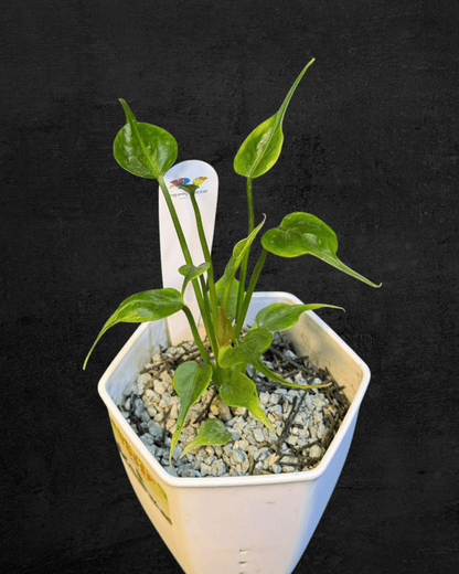 #produAnthurium sp. Dwarf (Stingray)ct_name# - Sarupaning Araceae