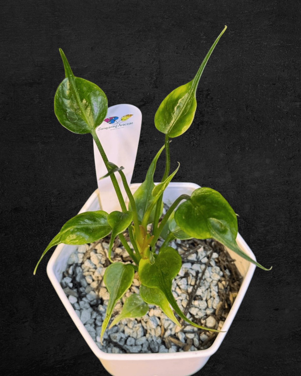 #produAnthurium sp. Dwarf (Stingray)ct_name# - Sarupaning Araceae