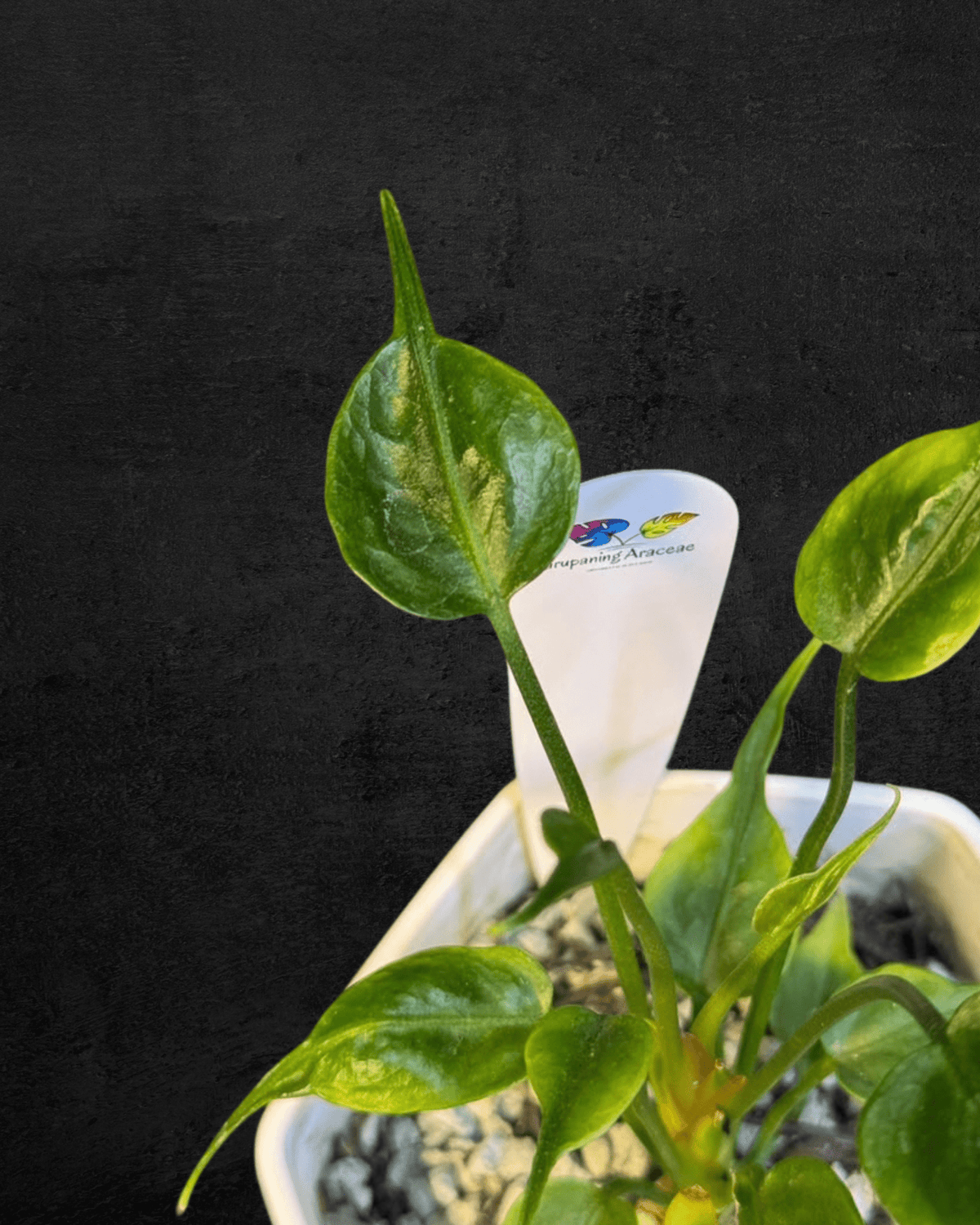 #produAnthurium sp. Dwarf (Stingray)ct_name# - Sarupaning Araceae