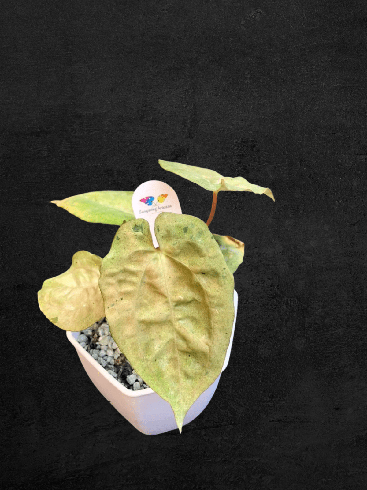 #produAnthurium White Ivoryct_name# - Sarupaning Araceae