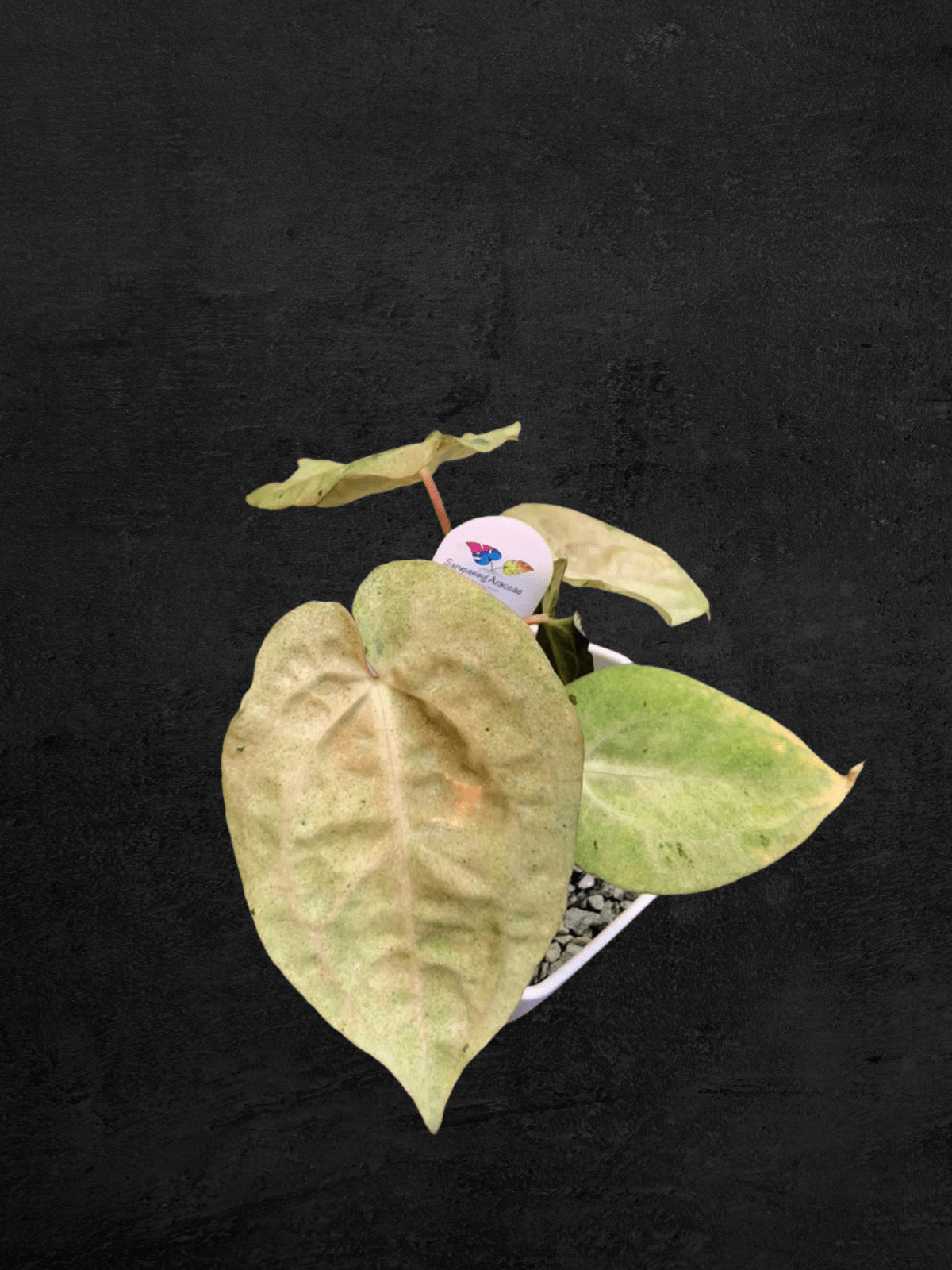 #produAnthurium White Ivoryct_name# - Sarupaning Araceae