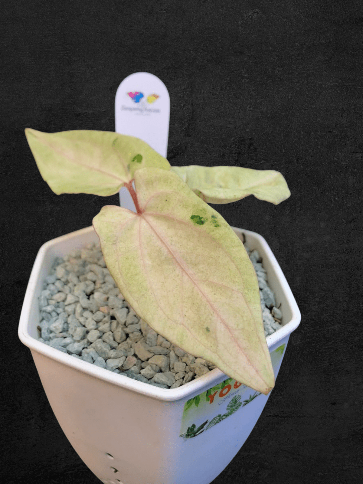 #produAnthurium White Ivoryct_name# - Sarupaning Araceae