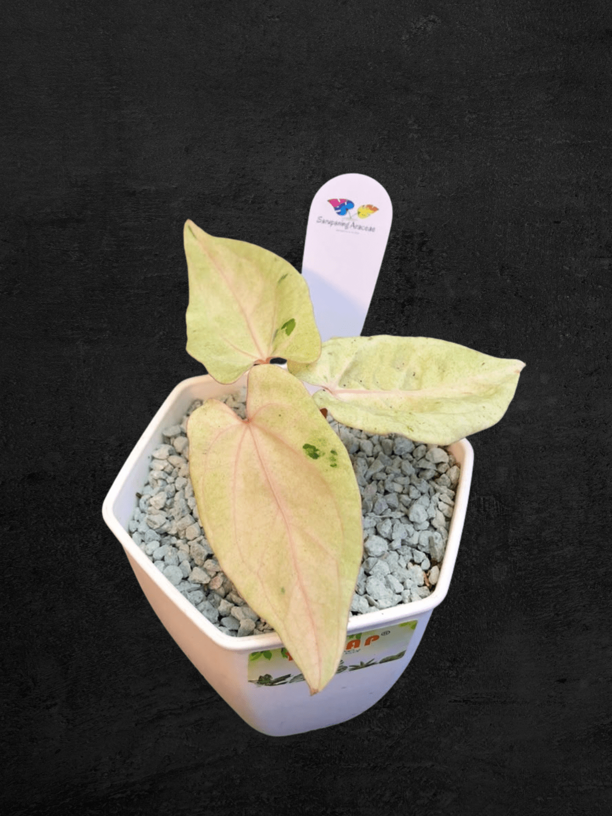 #produAnthurium White Ivoryct_name# - Sarupaning Araceae