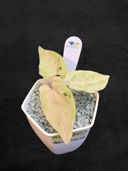 #produAnthurium White Ivoryct_name# - Sarupaning Araceae