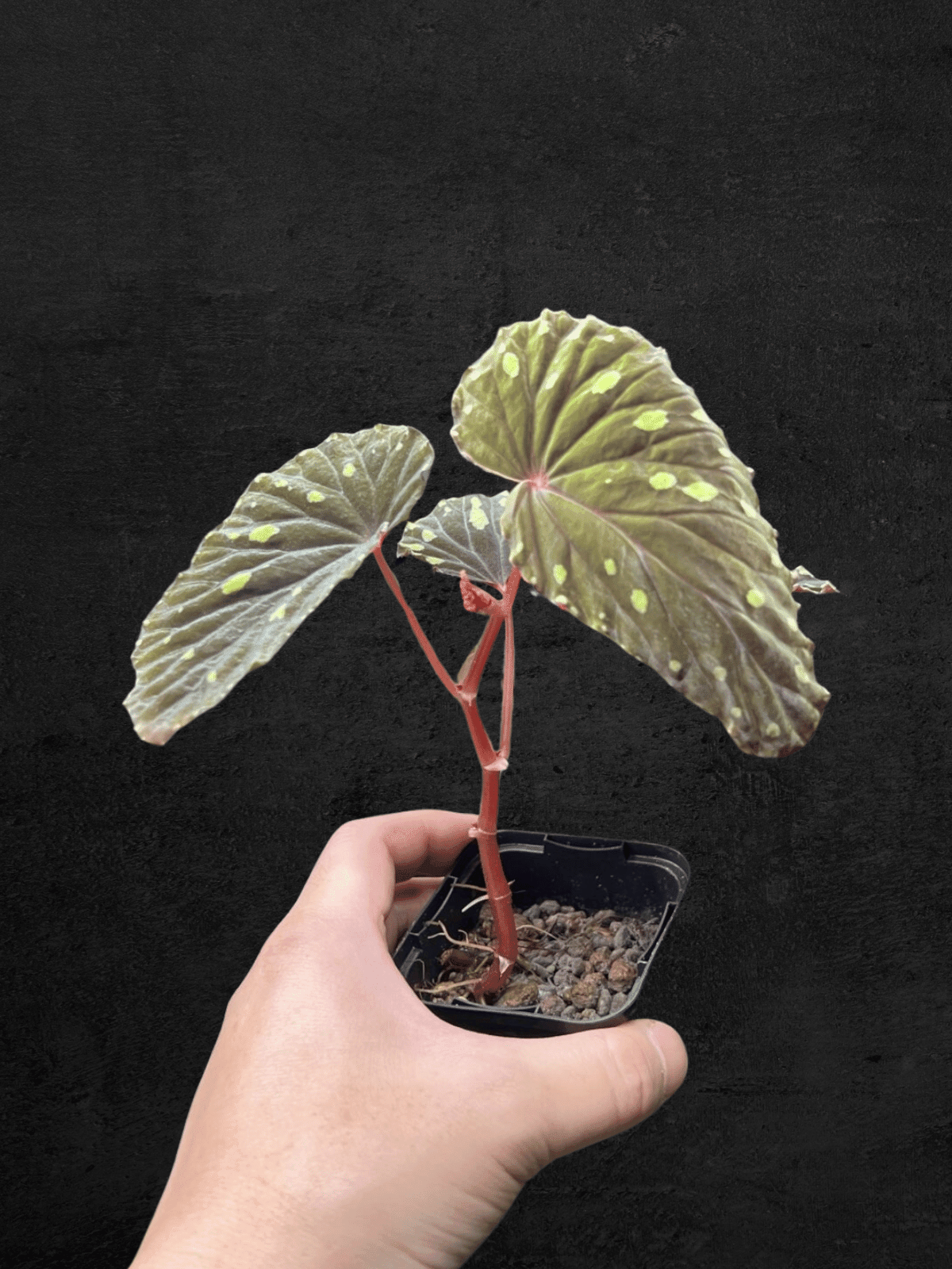Begonia Atricha from Lampung, Sumatera with dark green textured leaves and silver veins — Sarupaning Araceae