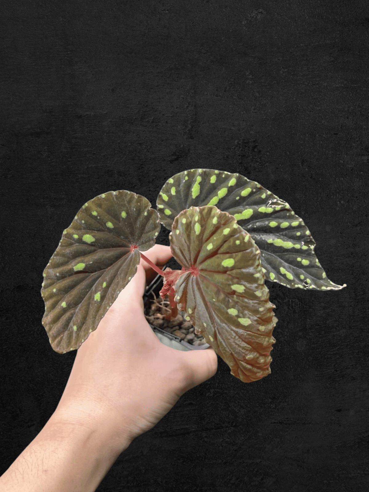 Begonia Atricha from Lampung, Sumatera with dark green textured leaves and silver veins — Sarupaning Araceae