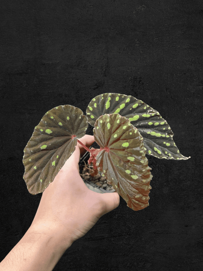 Begonia Atricha from Lampung, Sumatera with dark green textured leaves and silver veins — Sarupaning Araceae