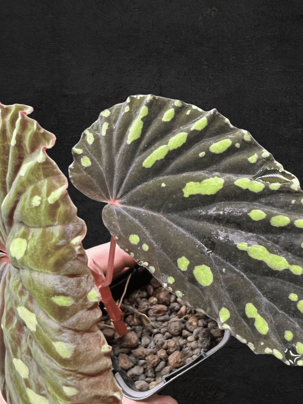 Begonia Atricha from Lampung, Sumatera with dark green textured leaves and silver veins — Sarupaning Araceae