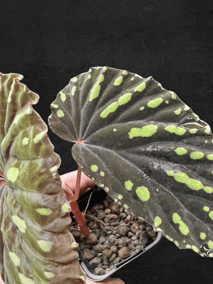 Begonia Atricha from Lampung, Sumatera with dark green textured leaves and silver veins — Sarupaning Araceae