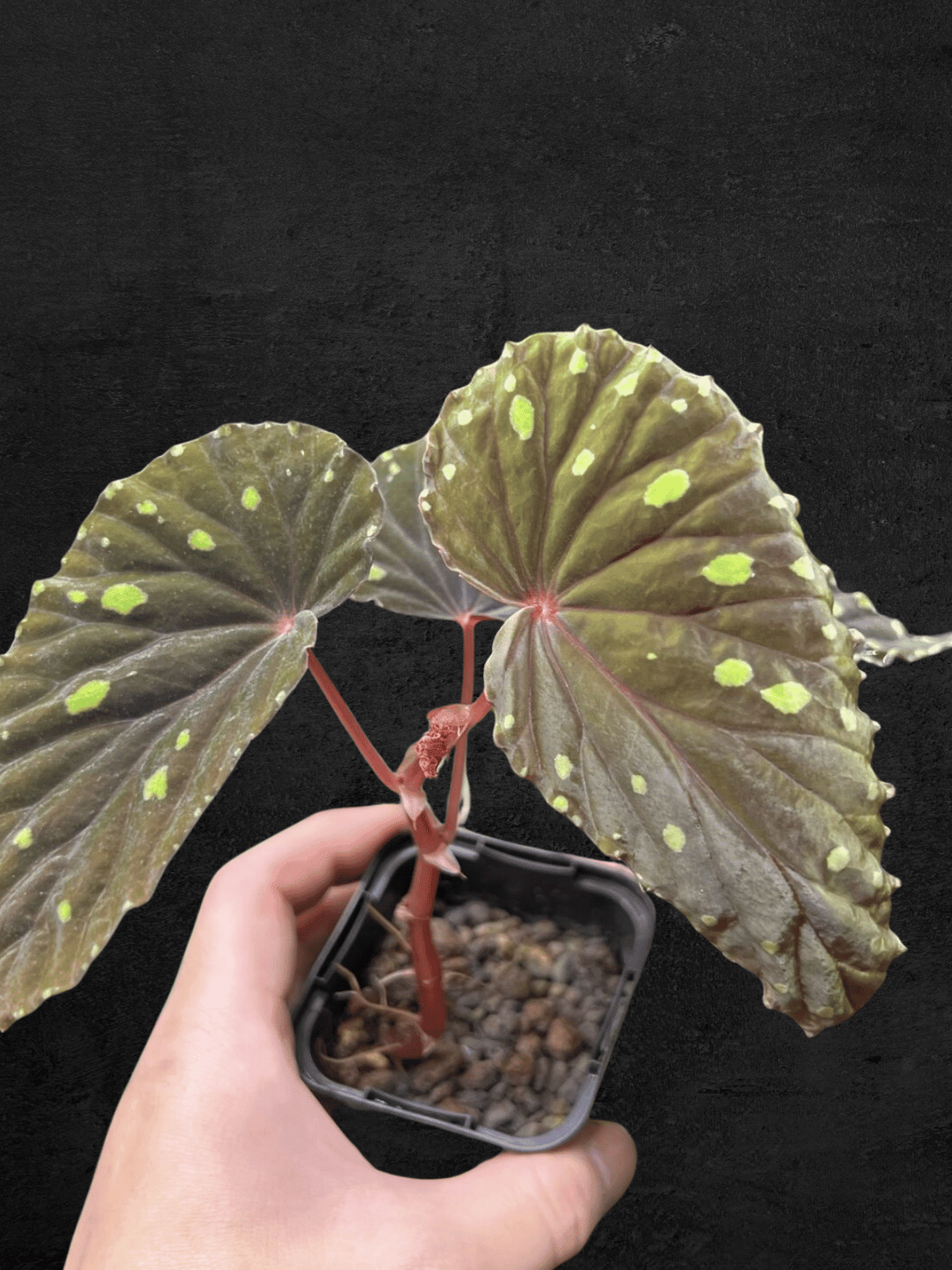 Begonia Atricha from Lampung, Sumatera with dark green textured leaves and silver veins — Sarupaning Araceae