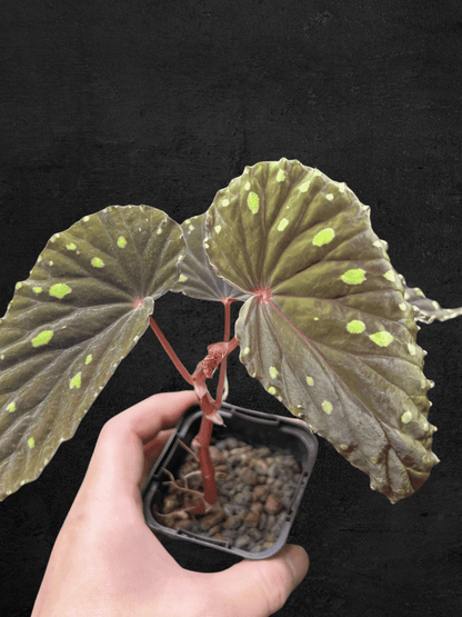 Begonia Atricha from Lampung, Sumatera with dark green textured leaves and silver veins — Sarupaning Araceae