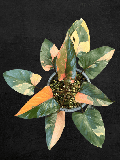 #produHomalomena Pink Diamond Variegatedct_name# - Sarupaning Araceae