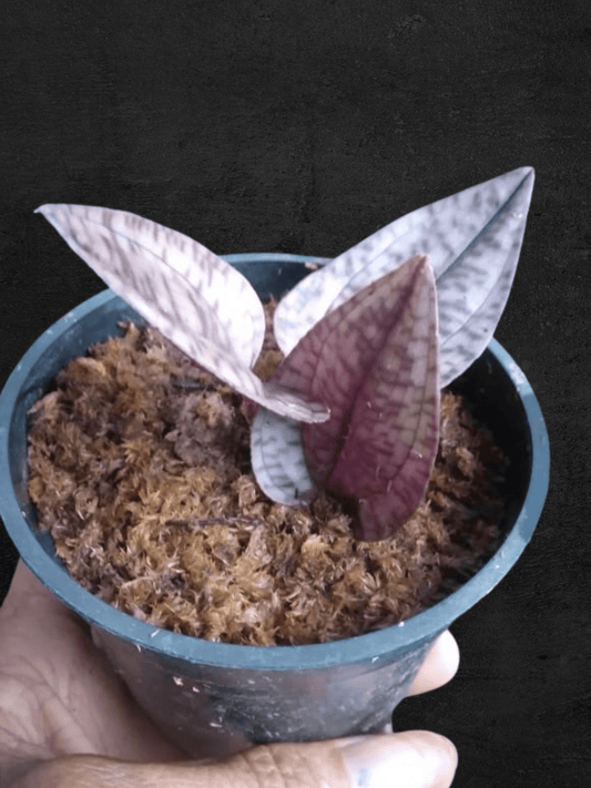 #produJewel Orchid Nephelapyllumct_name# - Sarupaning Araceae