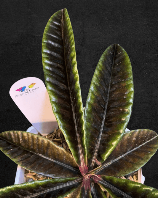 #produLabisia Butterflyct_name# - Sarupaning Araceae