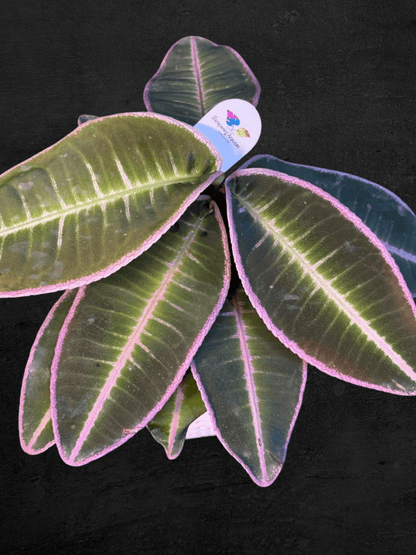#produLabisia Emblemantha Urnulata sp. Jambict_name# - Sarupaning Araceae