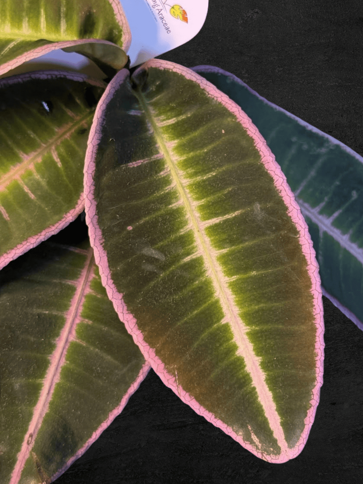 #produLabisia Emblemantha Urnulata sp. Jambict_name# - Sarupaning Araceae