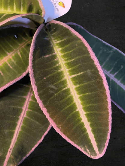 #produLabisia Emblemantha Urnulata sp. Jambict_name# - Sarupaning Araceae