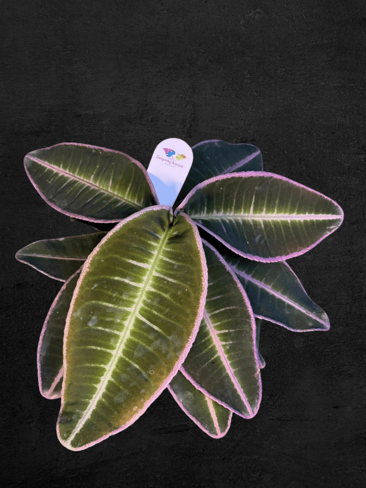 #produLabisia Emblemantha Urnulata sp. Jambict_name# - Sarupaning Araceae