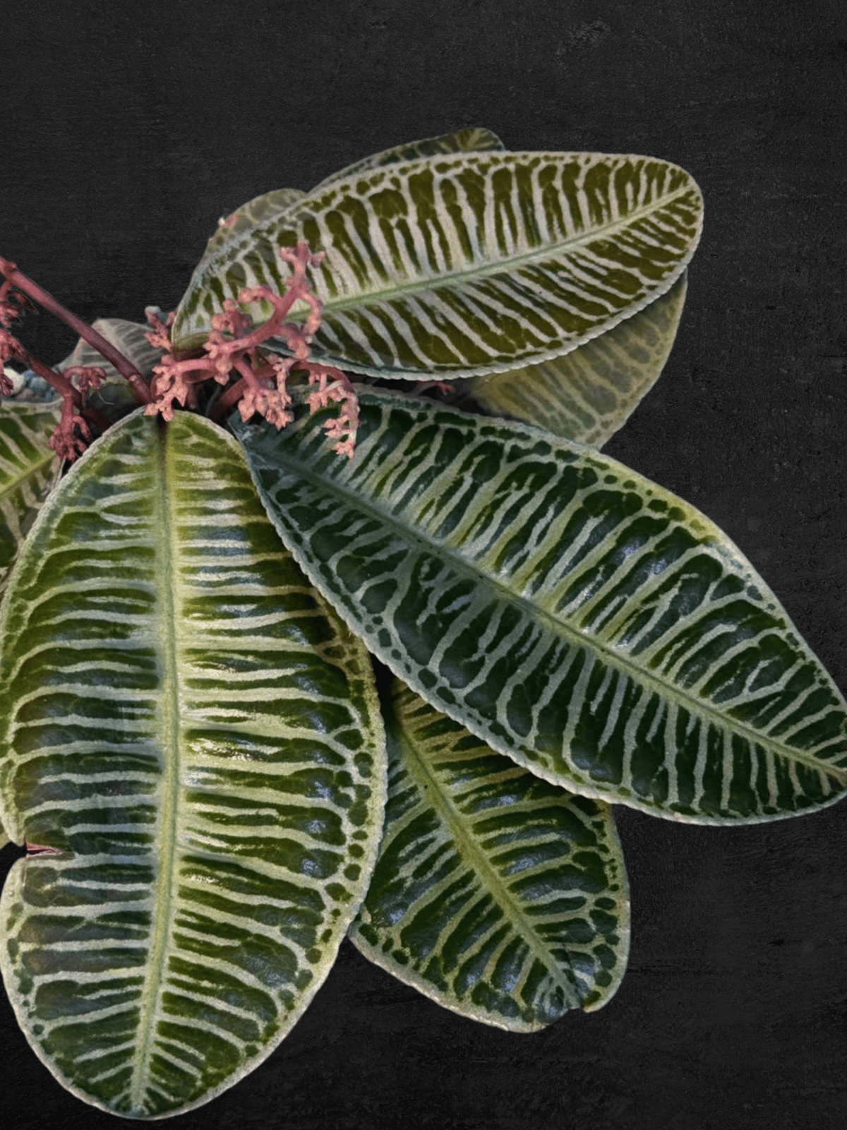 #produLabisia Emblemantha Urnulata Zebract_name# - Sarupaning Araceae