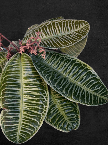 #produLabisia Emblemantha Urnulata Zebract_name# - Sarupaning Araceae