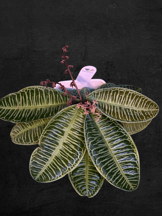 #produLabisia Emblemantha Urnulata Zebract_name# - Sarupaning Araceae
