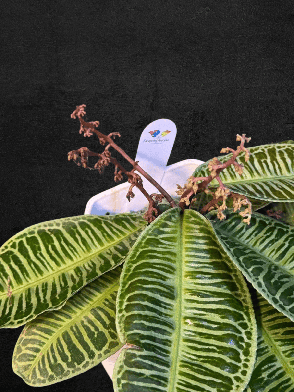 #produLabisia Emblemantha Urnulata Zebract_name# - Sarupaning Araceae