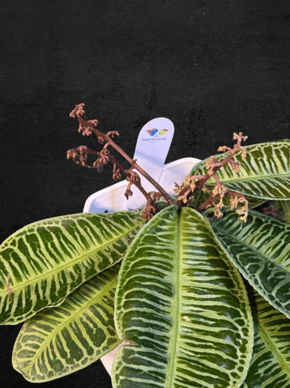 #produLabisia Emblemantha Urnulata Zebract_name# - Sarupaning Araceae