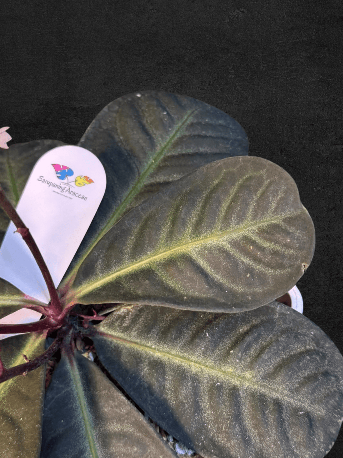 #produLabisia Serimbuct_name# - Sarupaning Araceae