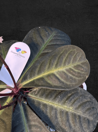 #produLabisia Serimbuct_name# - Sarupaning Araceae