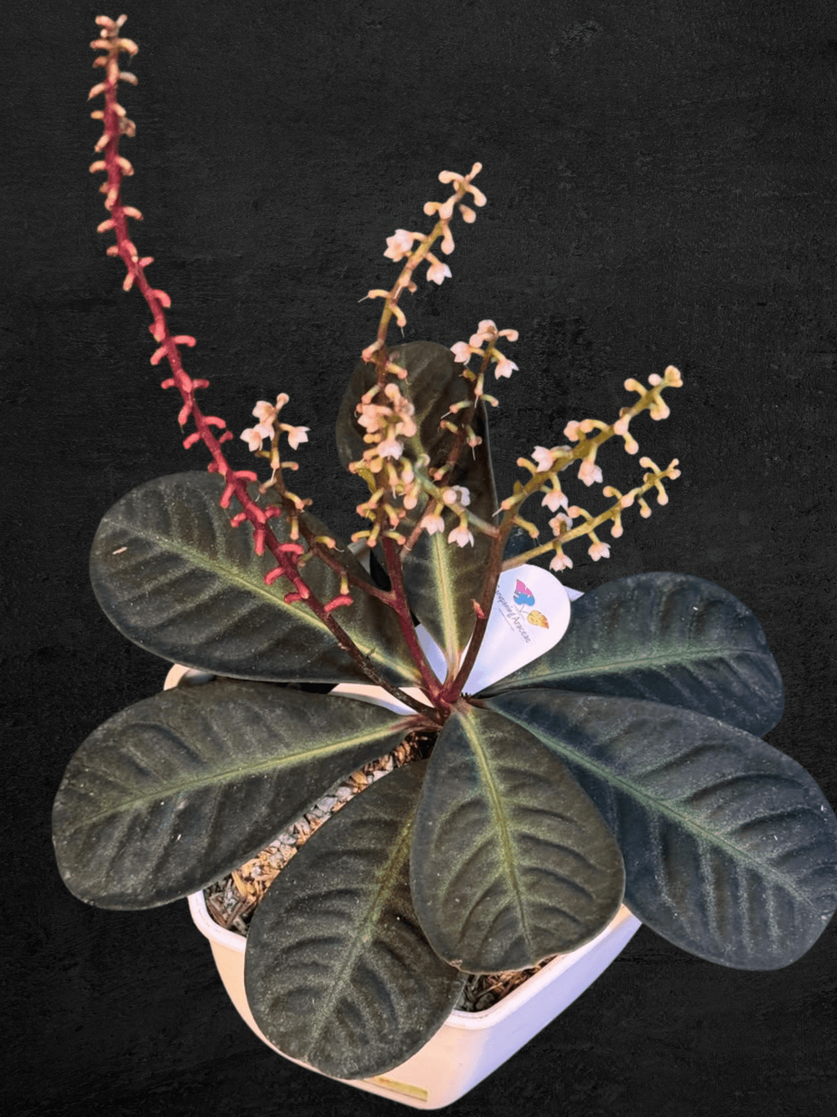 #produLabisia Serimbuct_name# - Sarupaning Araceae