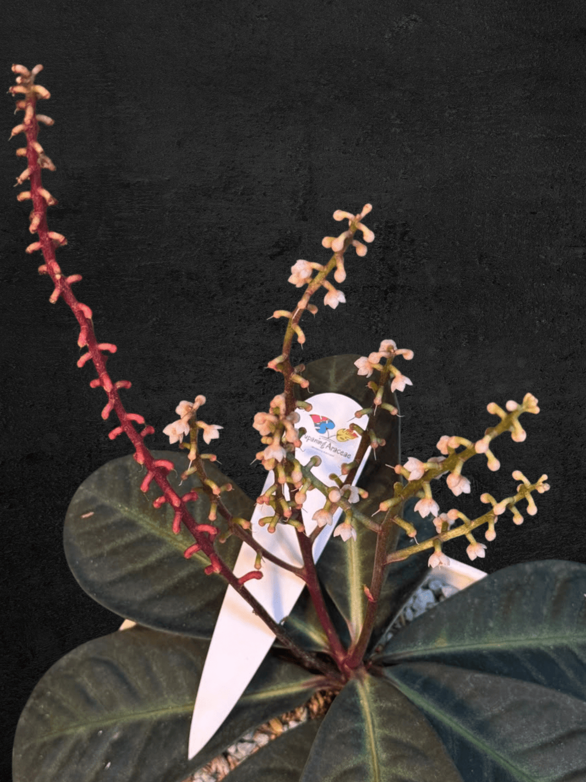 #produLabisia Serimbuct_name# - Sarupaning Araceae