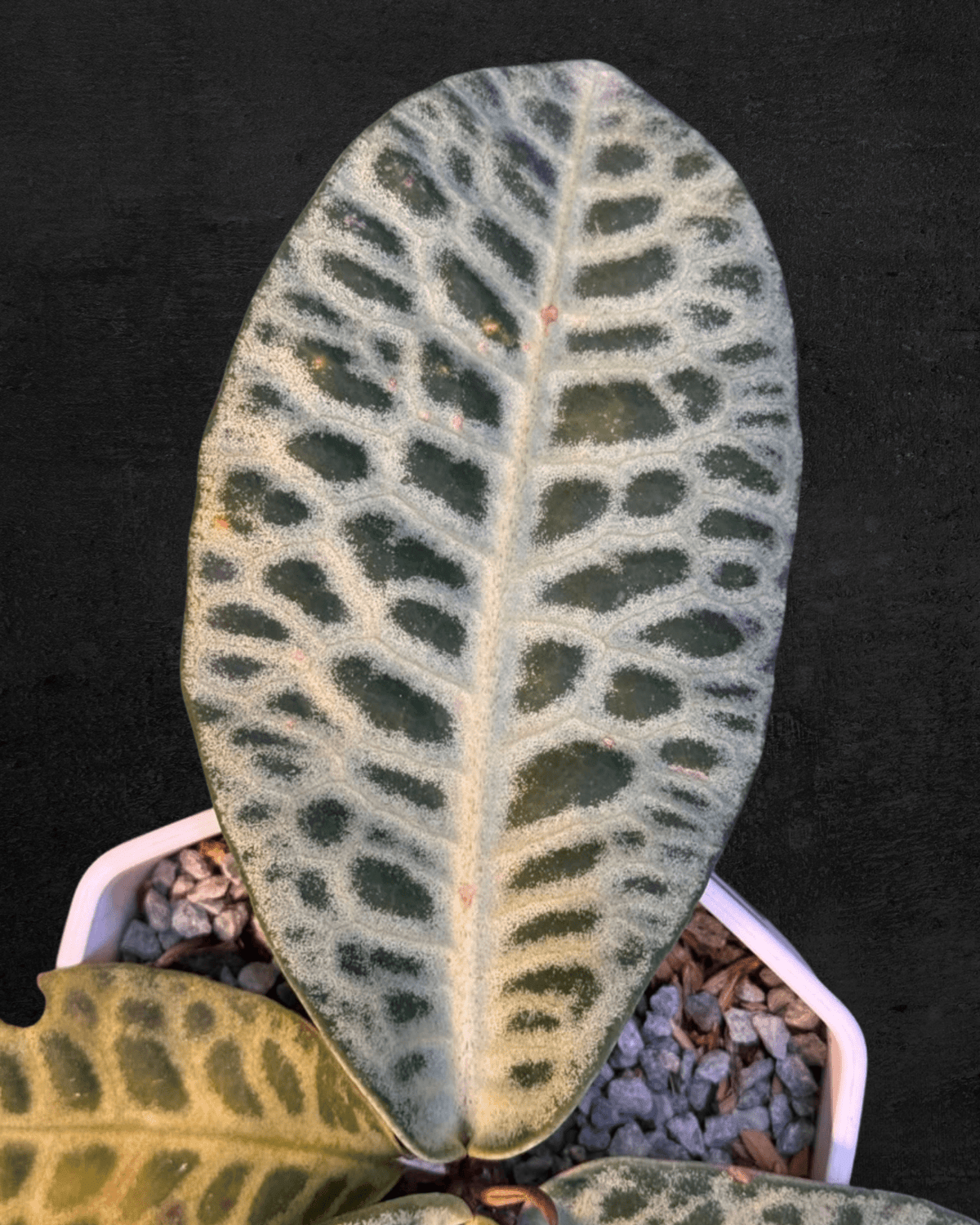 #produLabisia SP Jangkangct_name# - Sarupaning Araceae
