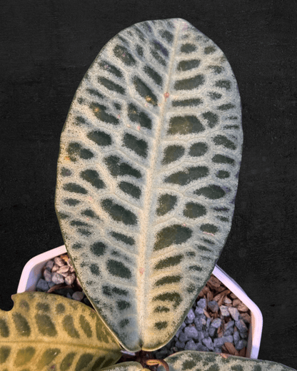 #produLabisia SP Jangkangct_name# - Sarupaning Araceae