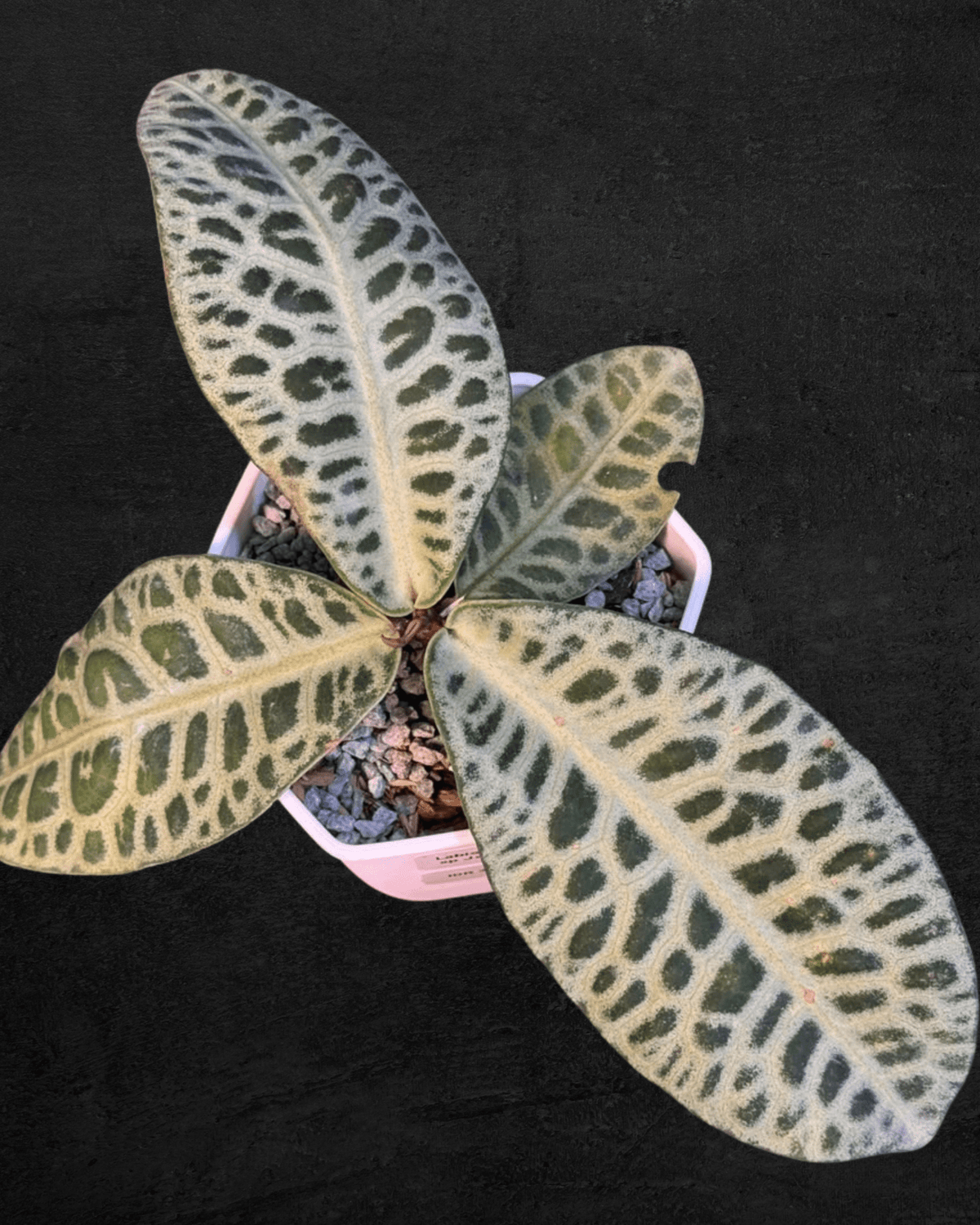 #produLabisia SP Jangkangct_name# - Sarupaning Araceae