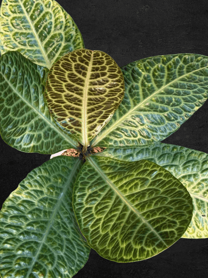 #produLabisia Turtle sp. Kalimantanct_name# - Sarupaning Araceae