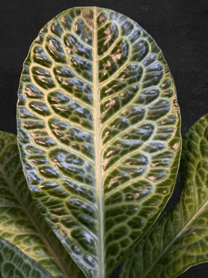 #produLabisia Turtle sp. Kalimantanct_name# - Sarupaning Araceae