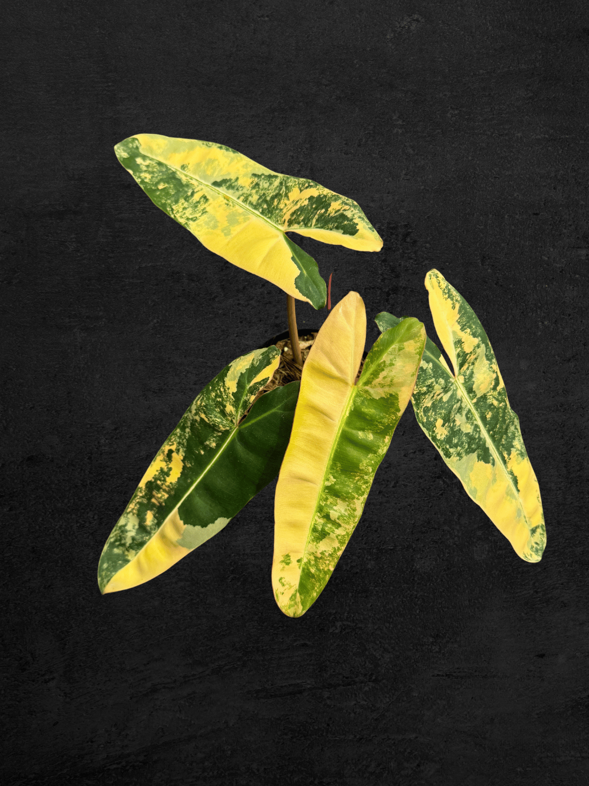 #produPhilodendron Black Billietiaect_name# - Sarupaning Araceae